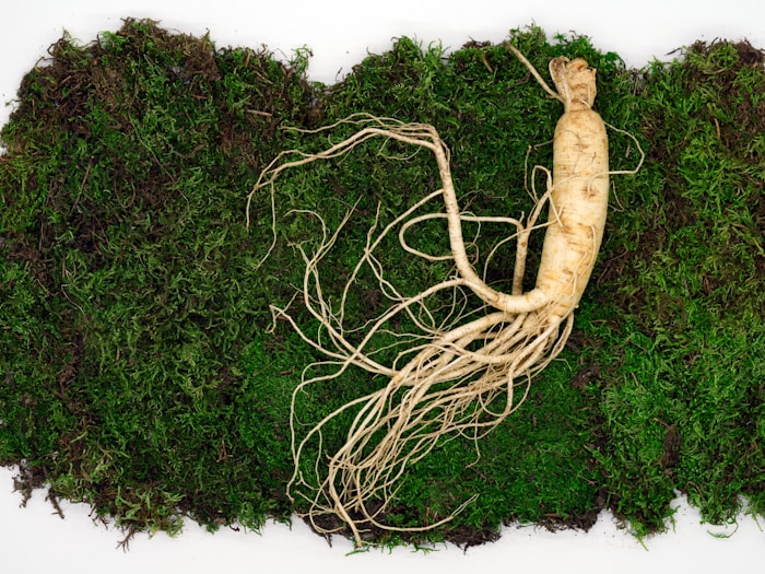 Wild Ginseng Through Time: The Ancient Ingredient That Continues to Support Modern Vitality
